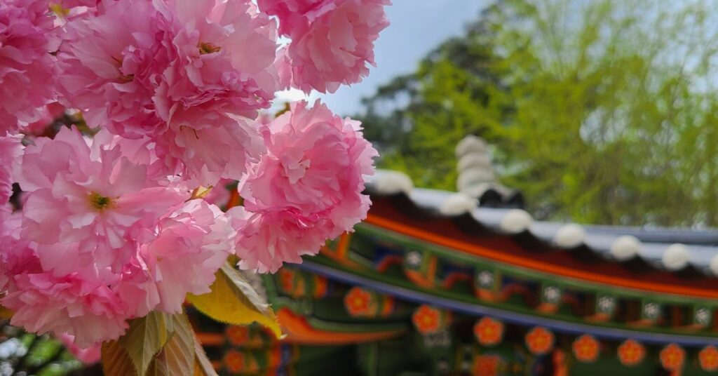 Cherry blossom in Korea and Seoul With Temple
